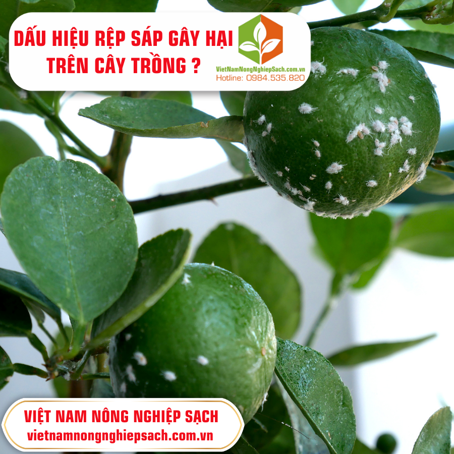 DẤU HIỆU RỆP SÁP GÂY HẠI TRÊN CÂY TRỒNG ?