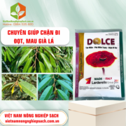 DOLCE - vietnamnongnghiepsach.com.vn 2
