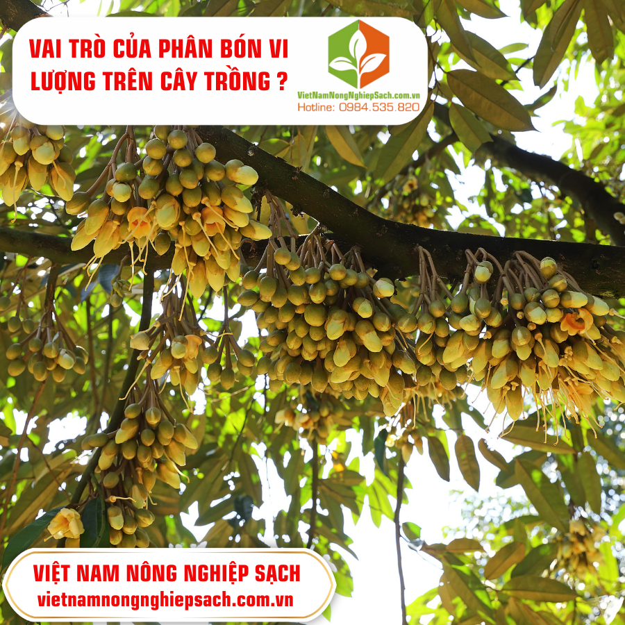 VAI TRÒ CỦA PHÂN BÓN VI LƯỢNG TRÊN CÂY TRỒNG ?