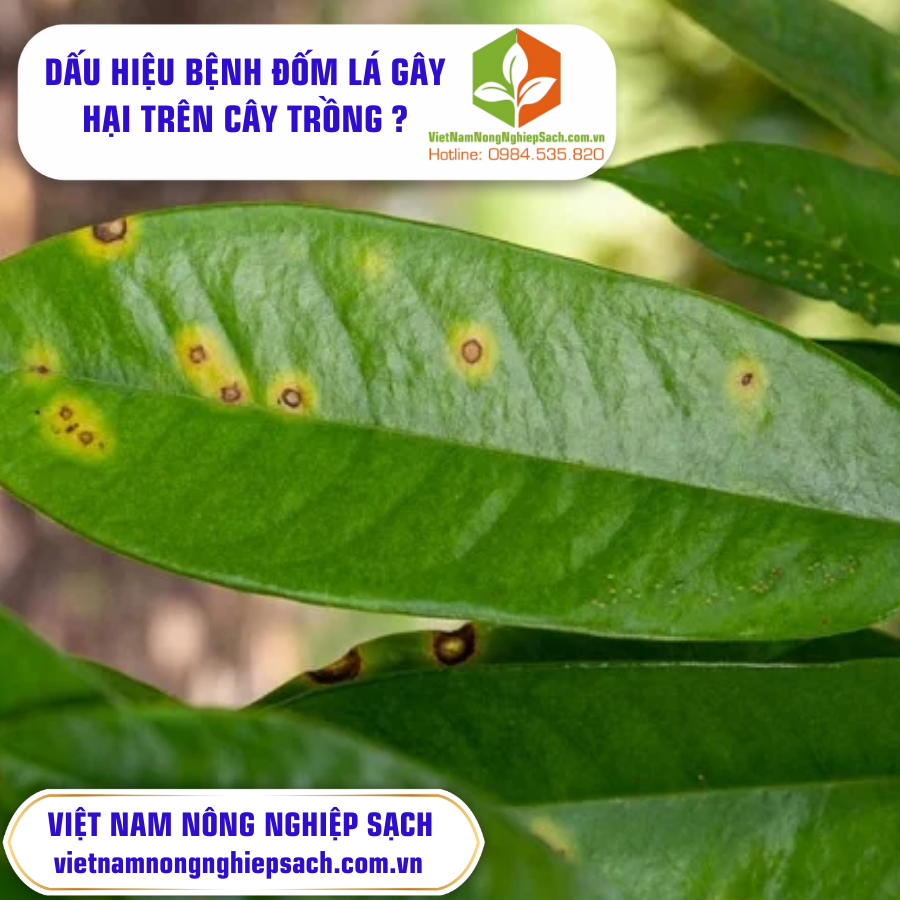 BỆNH ĐỐM LÁ GÂY HẠI TRÊN CÂY TRỒNG