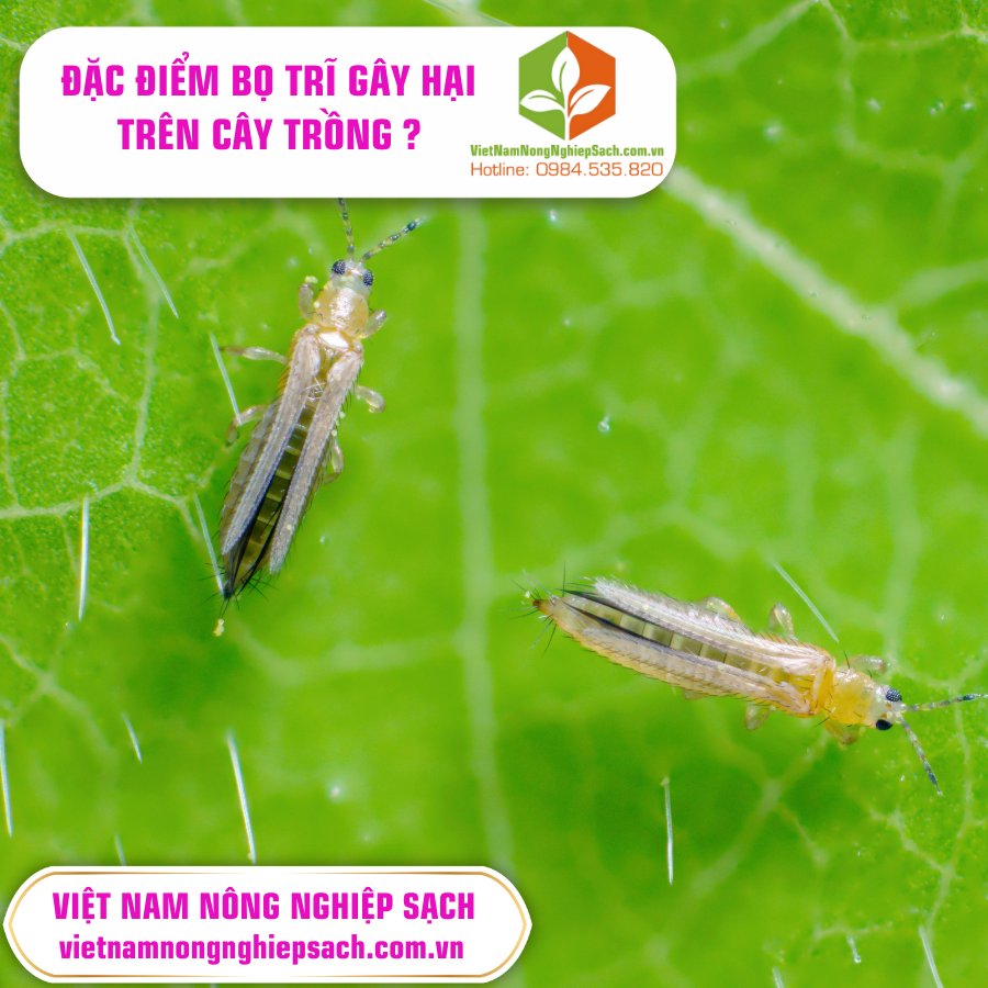 BỌ TRĨ GÂY HẠI TRÊN CÂY TRỒNG