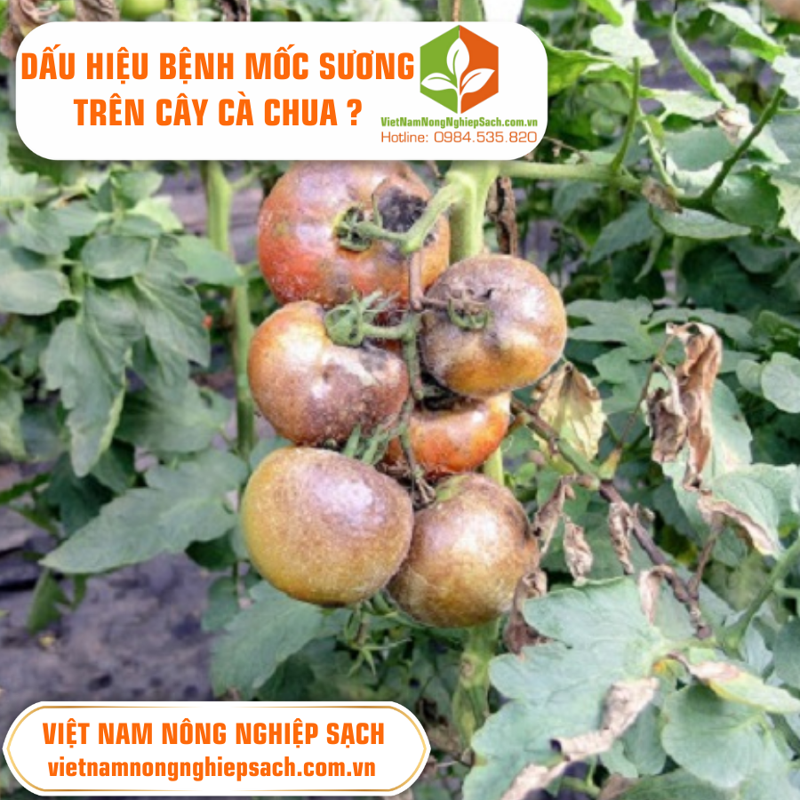 DẤU HIỆU BỆNH MỐC SƯƠNG TRÊN CÂY CÀ CHUA ?