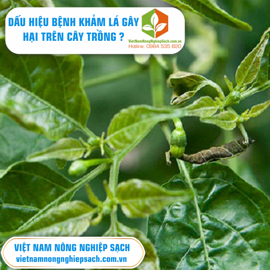 BỆNH KHẢM LÁ, CHÙN NGỌN TRÊN DƯA