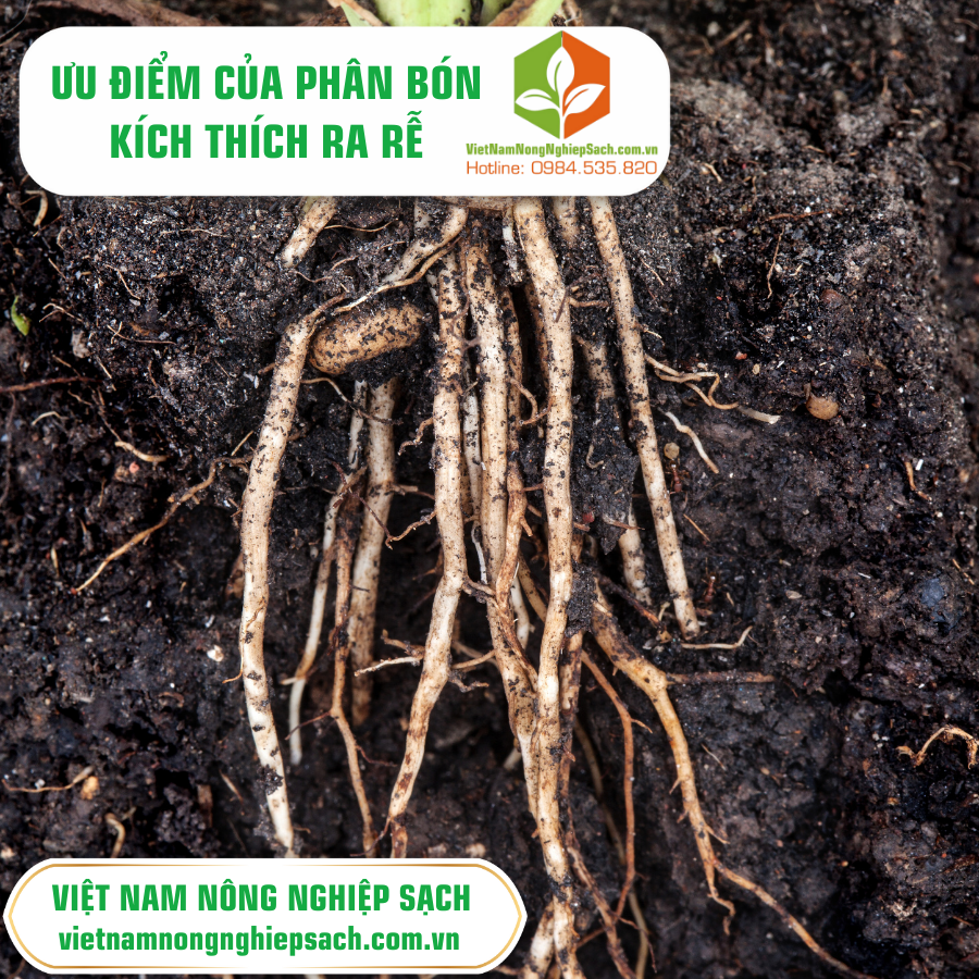 ƯU ĐIỂM CỦA PHÂN BÓN KÍCH THÍCH RA RỄ