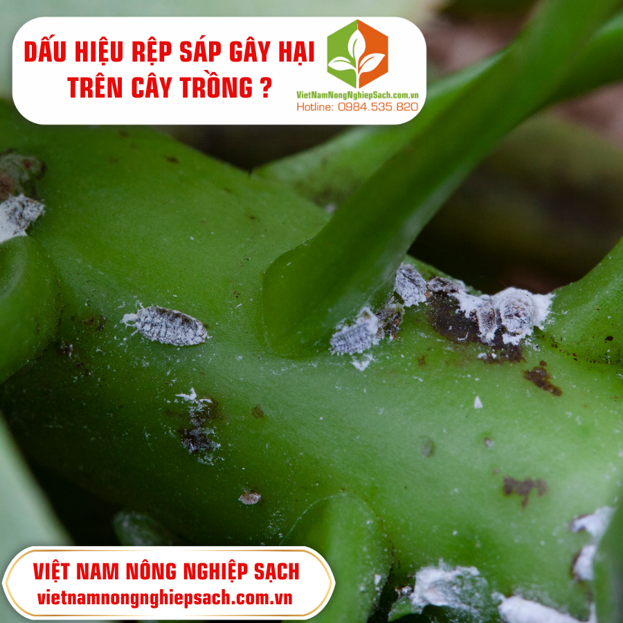 DẤU HIỆU RỆP SÁP GÂY HẠI TRÊN CÂY TRỒNG ?