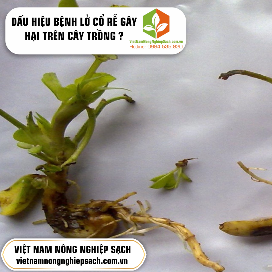 DẤU HIỆU BỆNH LỞ CỔ RỄ GÂY HẠI TRÊN CÂY TRỒNG ?