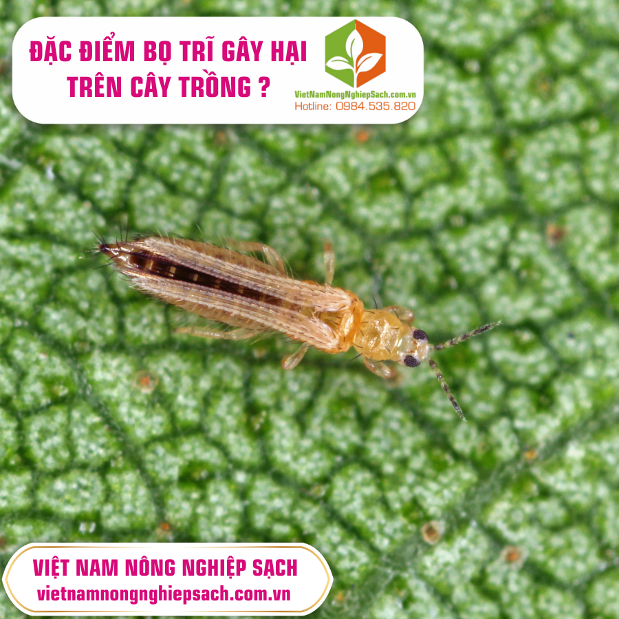 ĐẶC ĐIỂM BỌ TRĨ GÂY HẠI TRÊN CÂY TRỒNG ?
