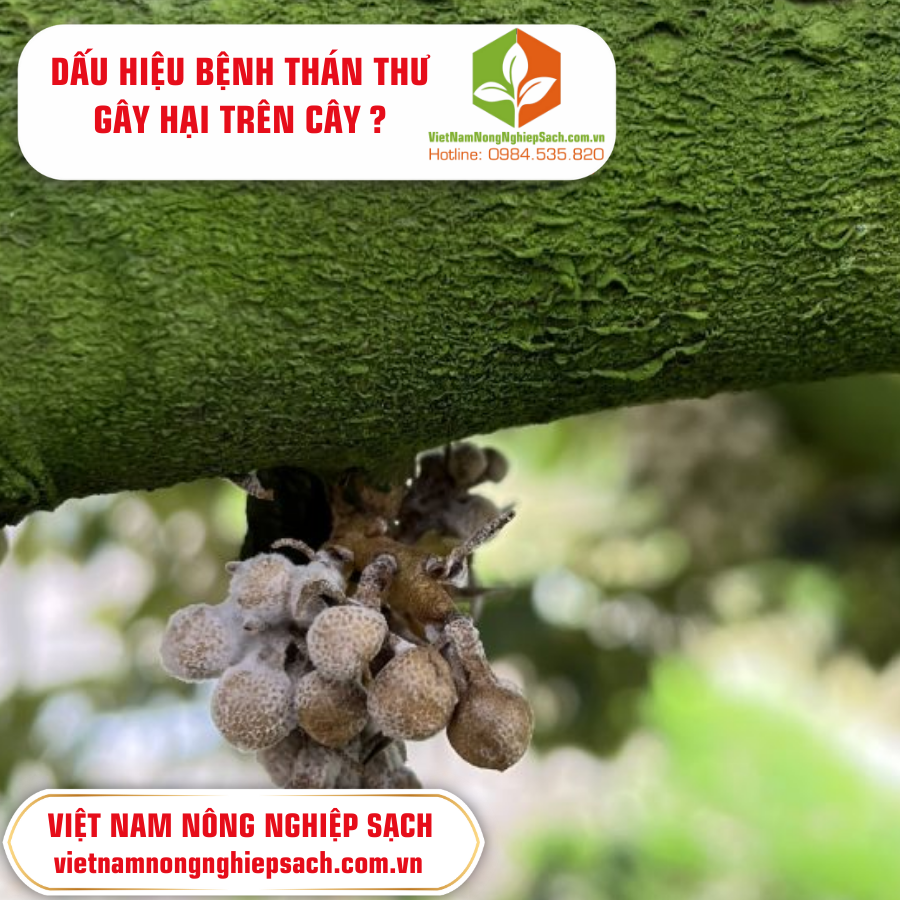 DẤU HIỆU BỆNH THÁN THƯ GÂY HẠI TRÊN CÂY ?