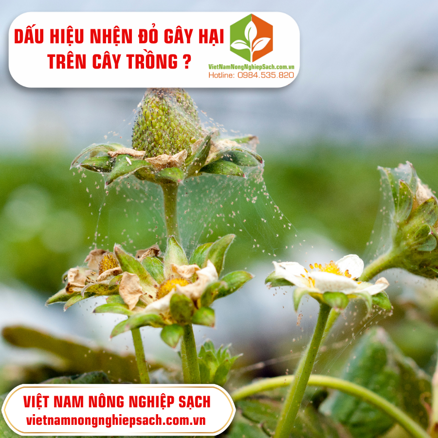 NHỆN ĐỎ GÂY HẠI TRÊN CÂY TRỒNG