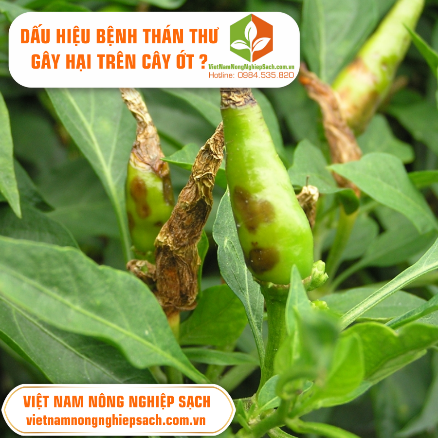 DẤU HIỆU BỆNH THÁN THƯ GÂY HẠI TRÊN CÂY ỚT ?