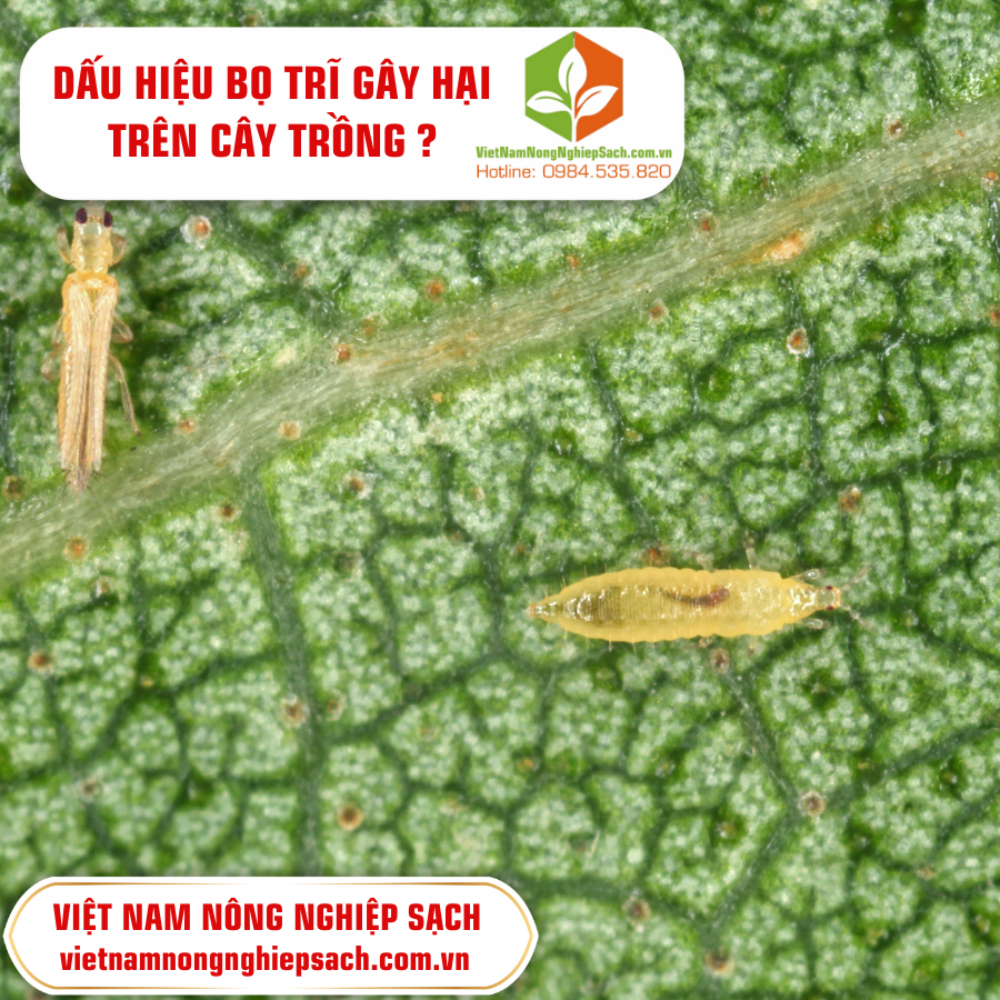 DẤU HIỆU BỌ TRĨ GÂY HẠI TRÊN CÂY TRỒNG ?