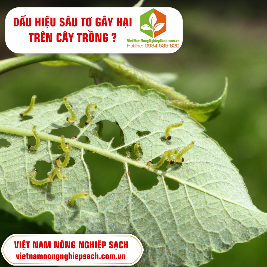 DẤU HIỆU SÂU TƠ GÂY HẠI TRÊN CÂY TRỒNG ?