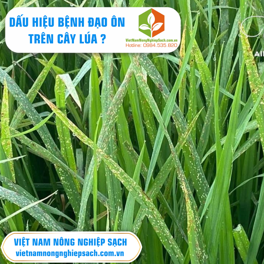 DẤU HIỆU BỆNH ĐẠO ÔN TRÊN CÂY LÚA ?