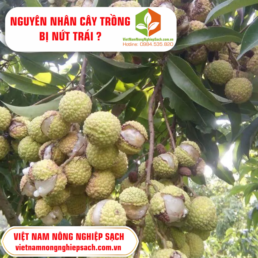 NGUYÊN NHÂN CÂY TRỒNG BỊ NỨT TRÁI ?