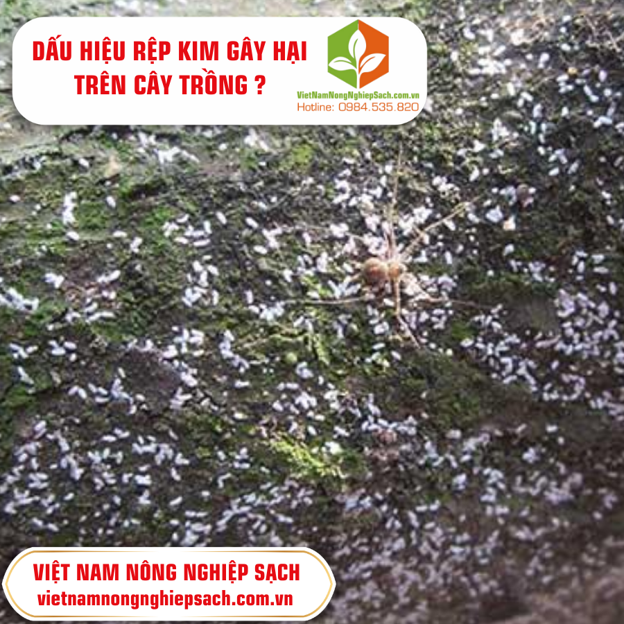 DẤU HIỆU RỆP KIM GÂY HẠI TRÊN CÂY TRỒNG ?