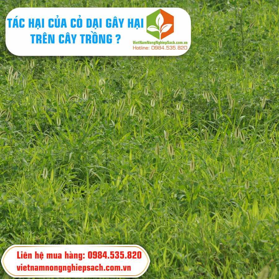 TÁC HẠI CỦA CỎ DẠI GÂY HẠI TRÊN CÂY TRỒNG ?