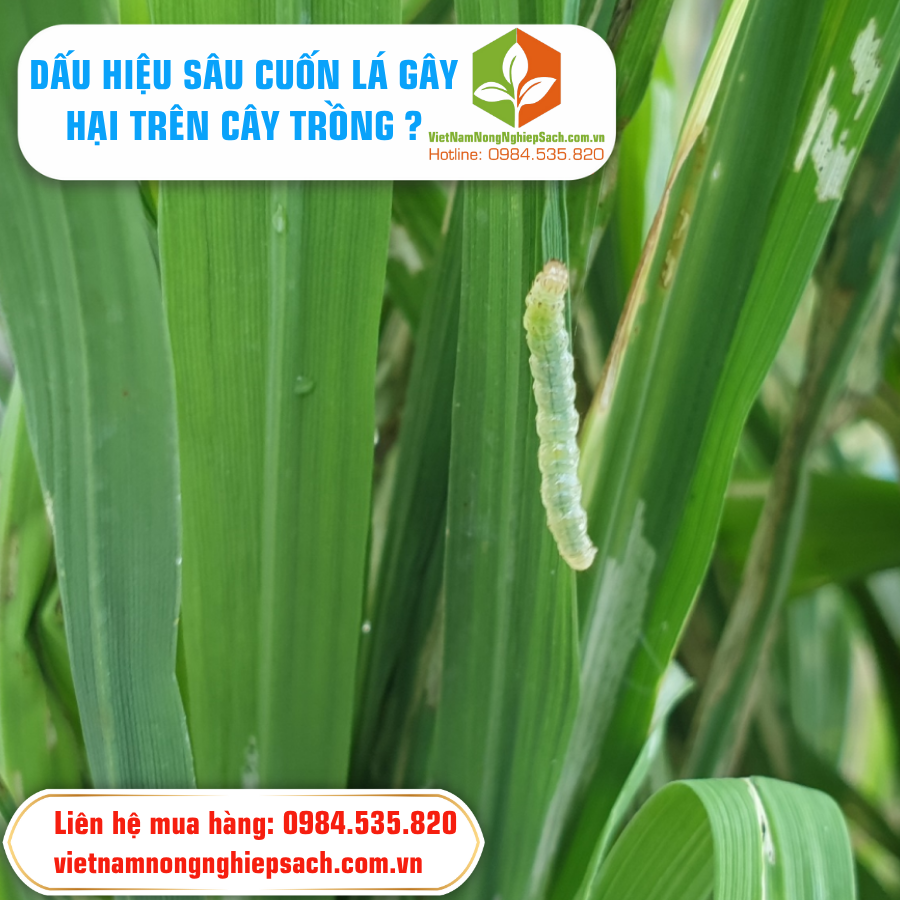DẤU HIỆU SÂU CUỐN LÁ GÂY HẠI TRÊN CÂY TRỒNG ?