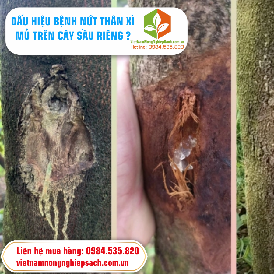 DẤU HIỆU BỆNH NỨT THÂN XÌ MỦ TRÊN CÂY SẦU RIÊNG ?