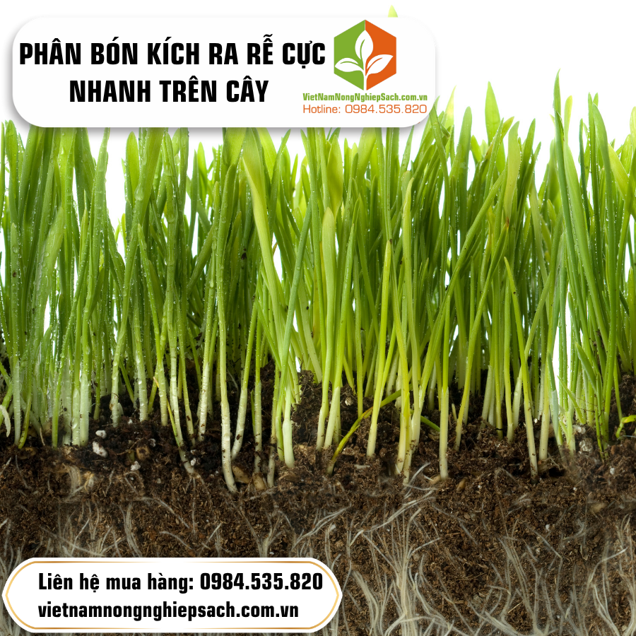 PHÂN BÓN KÍCH RA RỄ CỰC NHANH TRÊN CÂY