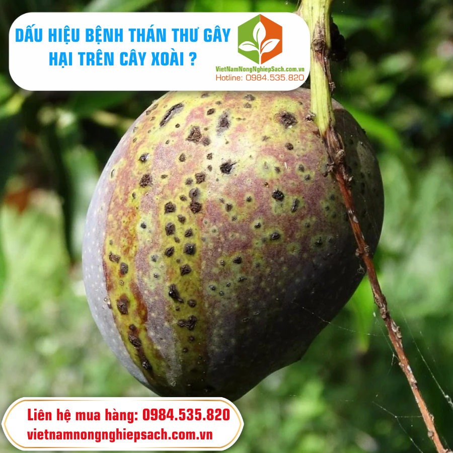 DẤU HIỆU BỆNH THÁN THƯ GÂY HẠI TRÊN CÂY XOÀI ?