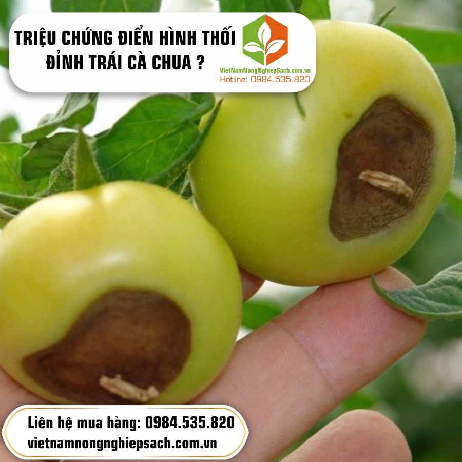 TRIỆU CHỨNG ĐIỂN HÌNH THỐI ĐỈNH TRÁI CÀ CHUA ?