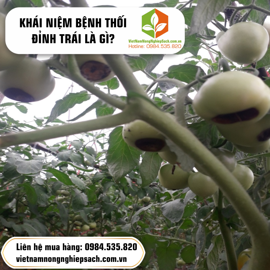 KHÁI NIỆM BỆNH THỐI ĐỈNH TRÁI LÀ GÌ?