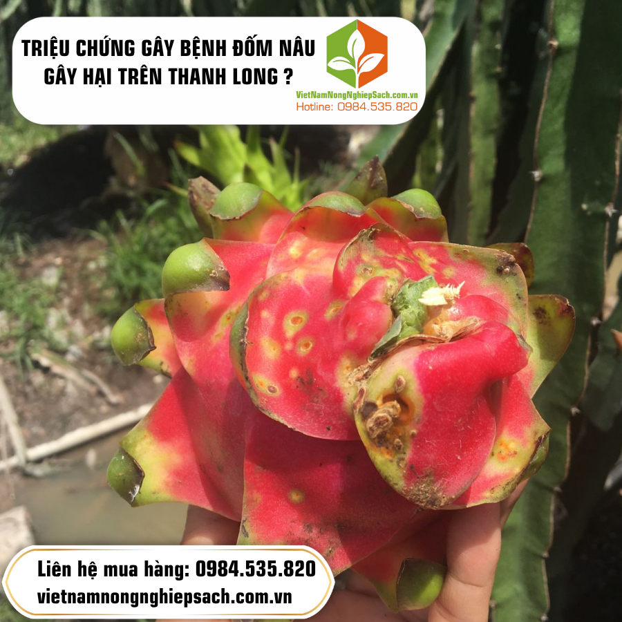 TRIỆU CHỨNG GÂY BỆNH ĐỐM NÂU GÂY HẠI TRÊN THANH LONG ? TRIỆU CHỨNG GÂY BỆNH ĐỐM NÂU GÂY HẠI TRÊN THANH LONG ?