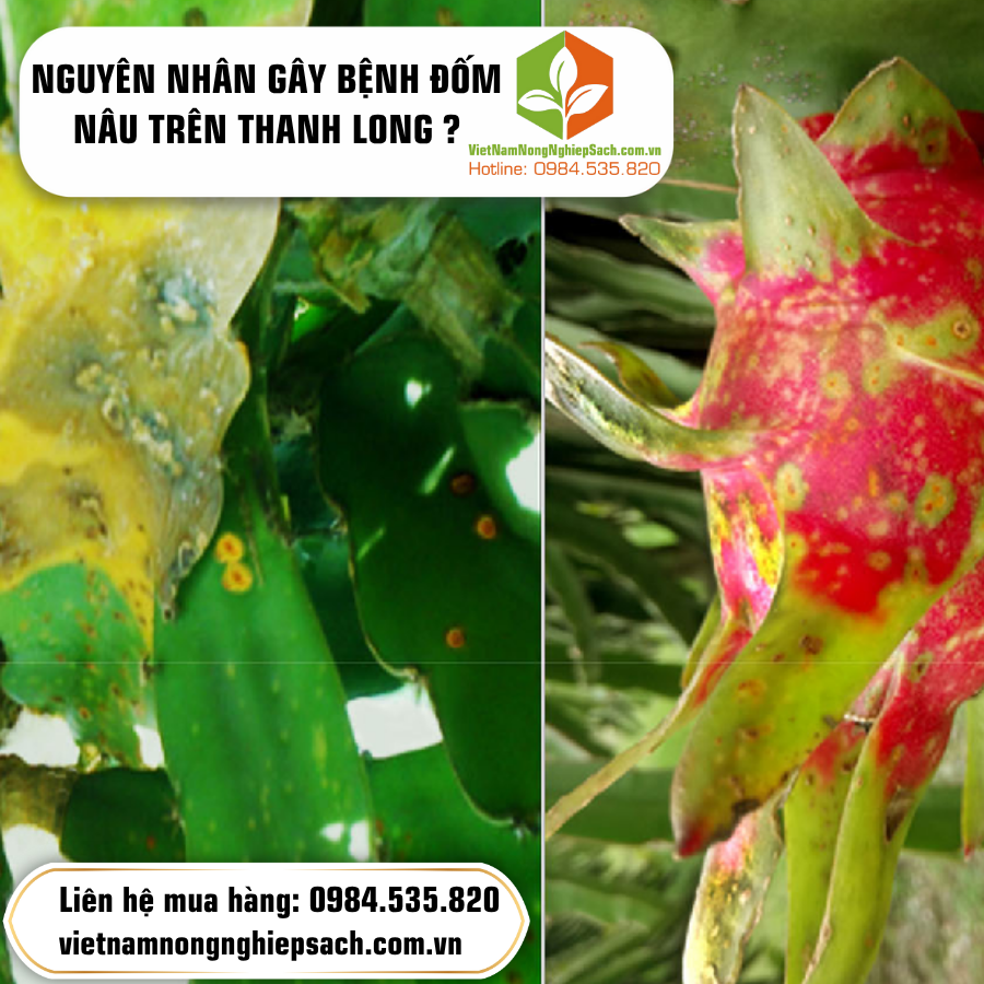 NGUYÊN NHÂN GÂY BỆNH ĐỐM NÂU TRÊN THANH LONG ? NGUYÊN NHÂN GÂY BỆNH ĐỐM NÂU TRÊN THANH LONG ?
