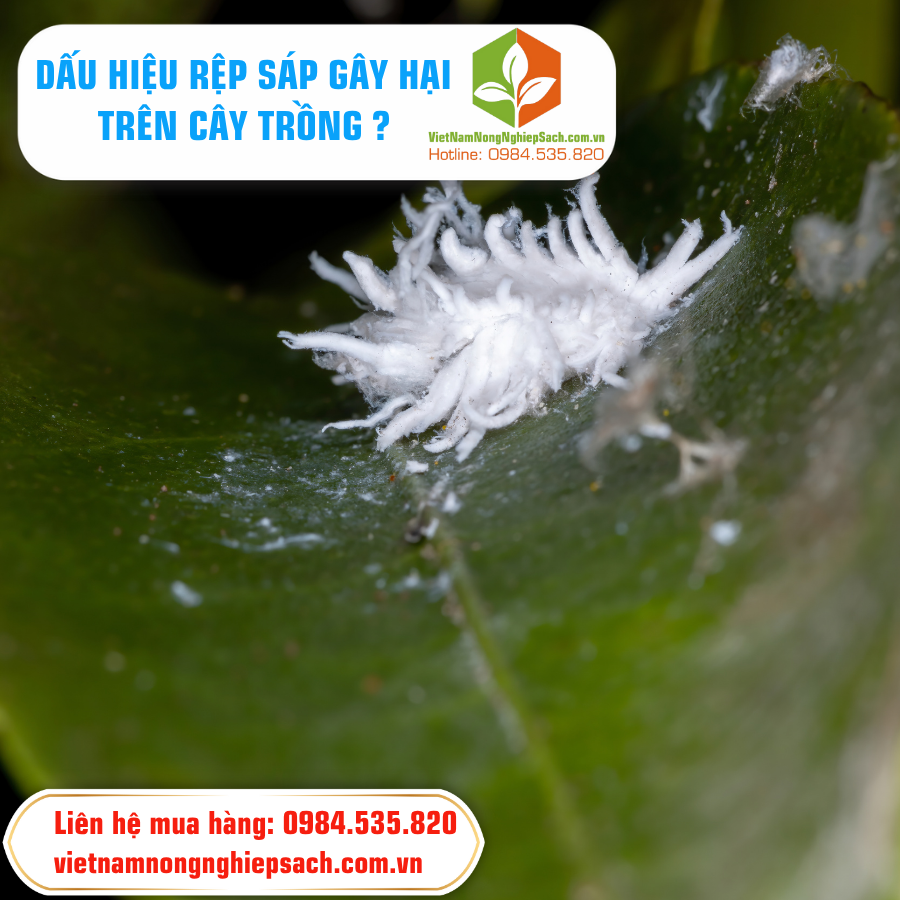 DẤU HIỆU RỆP SÁP GÂY HẠI TRÊN CÂY TRỒNG ?