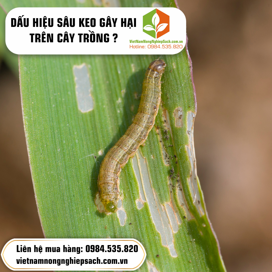 DẤU HIỆU SÂU KEO GÂY HẠI TRÊN CÂY TRỒNG ?