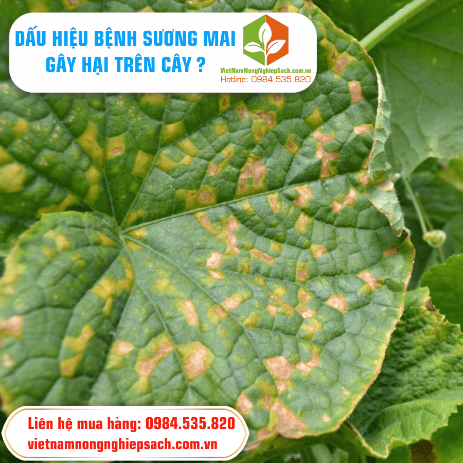 DẤU HIỆU BỆNH SƯƠNG MAI GÂY HẠI TRÊN CÂY ?