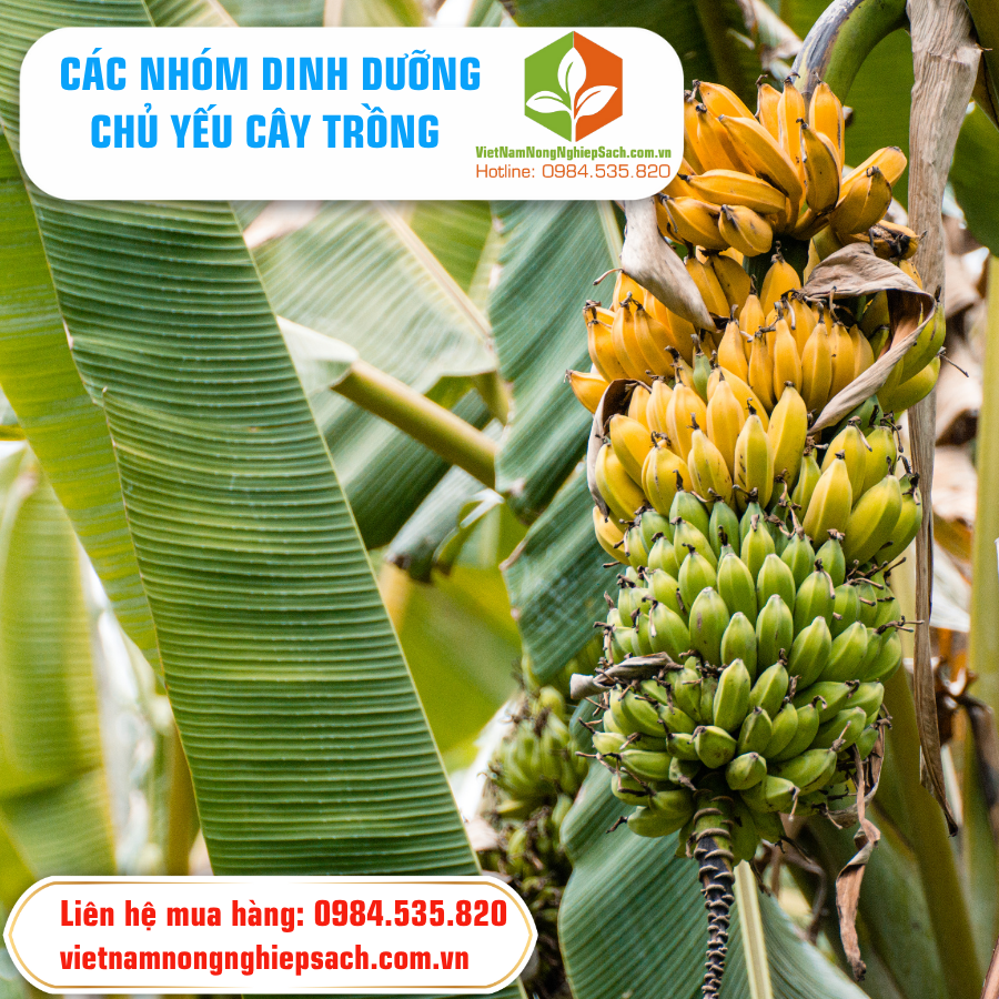 CÁC NHÓM DINH DƯỠNG CHỦ YẾU CÂY TRỒNG CẦN ?