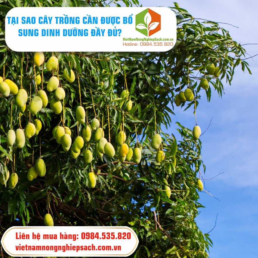 TẠI SAO CÂY TRỒNG CẦN ĐƯỢC BỔ SUNG DINH DƯỠNG ĐẦY ĐỦ?