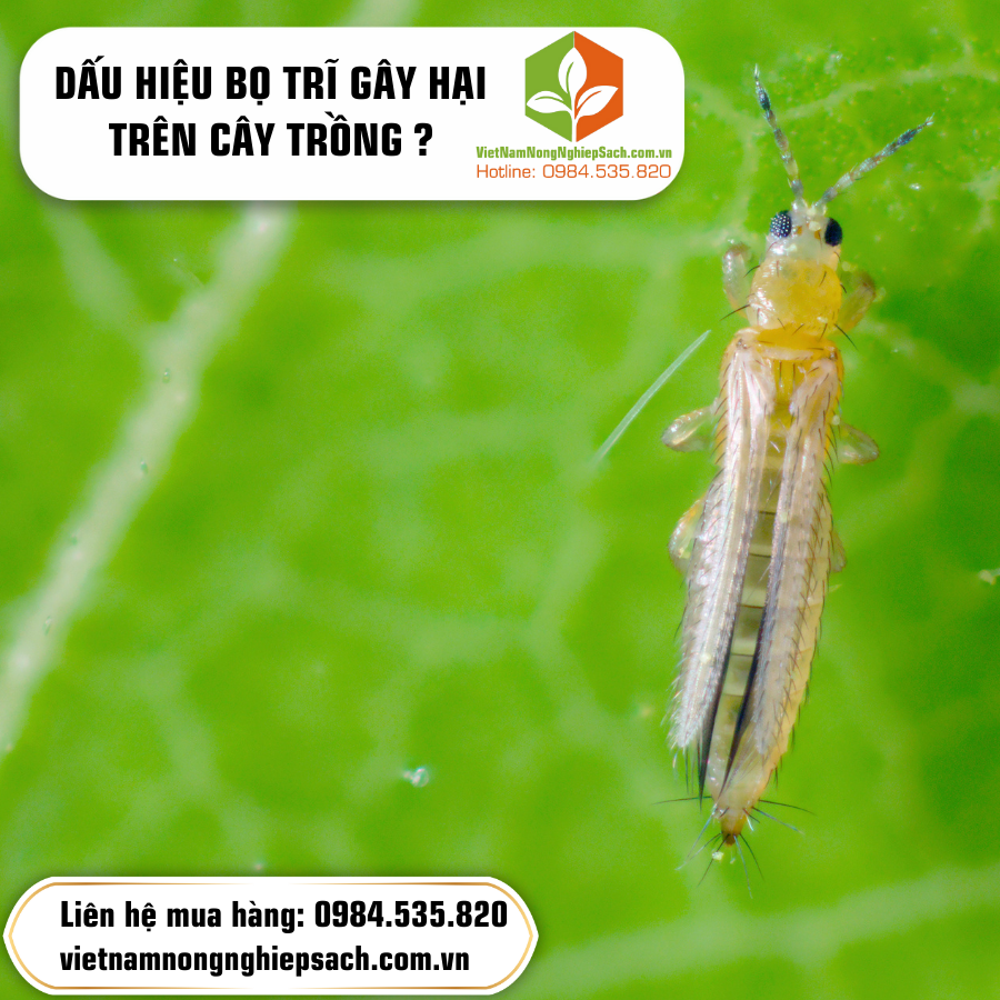 DẤU HIỆU BỌ TRĨ GÂY HẠI TRÊN CÂY TRỒNG ?
