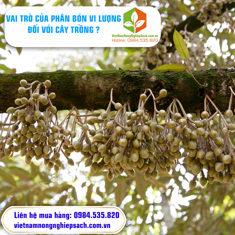 VAI TRÒ CỦA PHÂN BÓN VI LƯỢNG ĐỐI VỚI CÂY TRỒNG ?