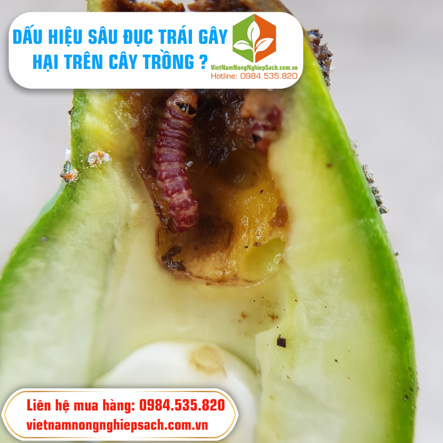 DẤU HIỆU SÂU ĐỤC TRÁI GÂY HẠI TRÊN CÂY TRỒNG ?