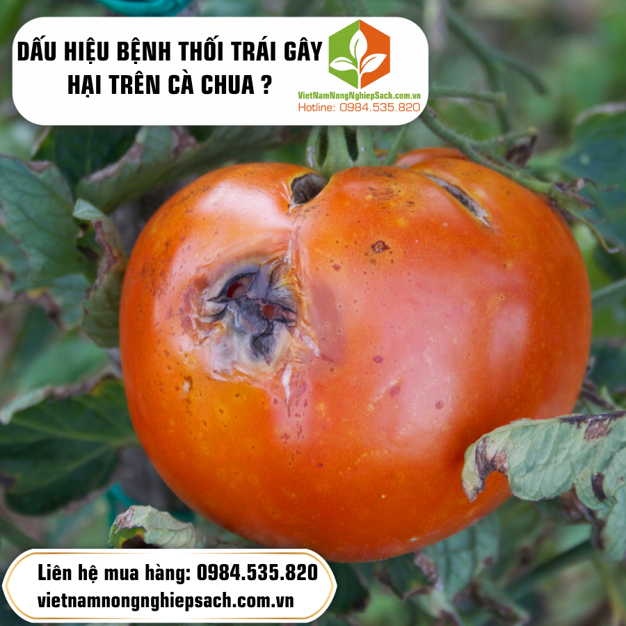 DẤU HIỆU BỆNH THỐI TRÁI GÂY HẠI TRÊN CÀ CHUA ?