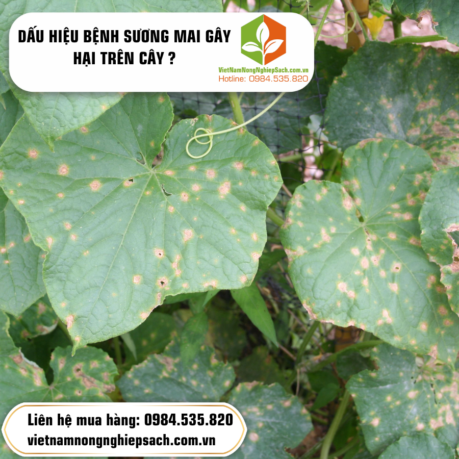 DẤU HIỆU BỆNH SƯƠNG MAI GÂY HẠI TRÊN CÂY ?