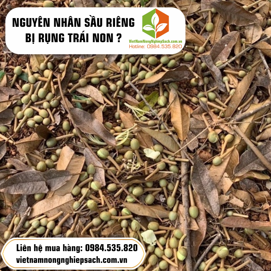 NGUYÊN NHÂN SẦU RIÊNG BỊ RỤNG TRÁI NON ?