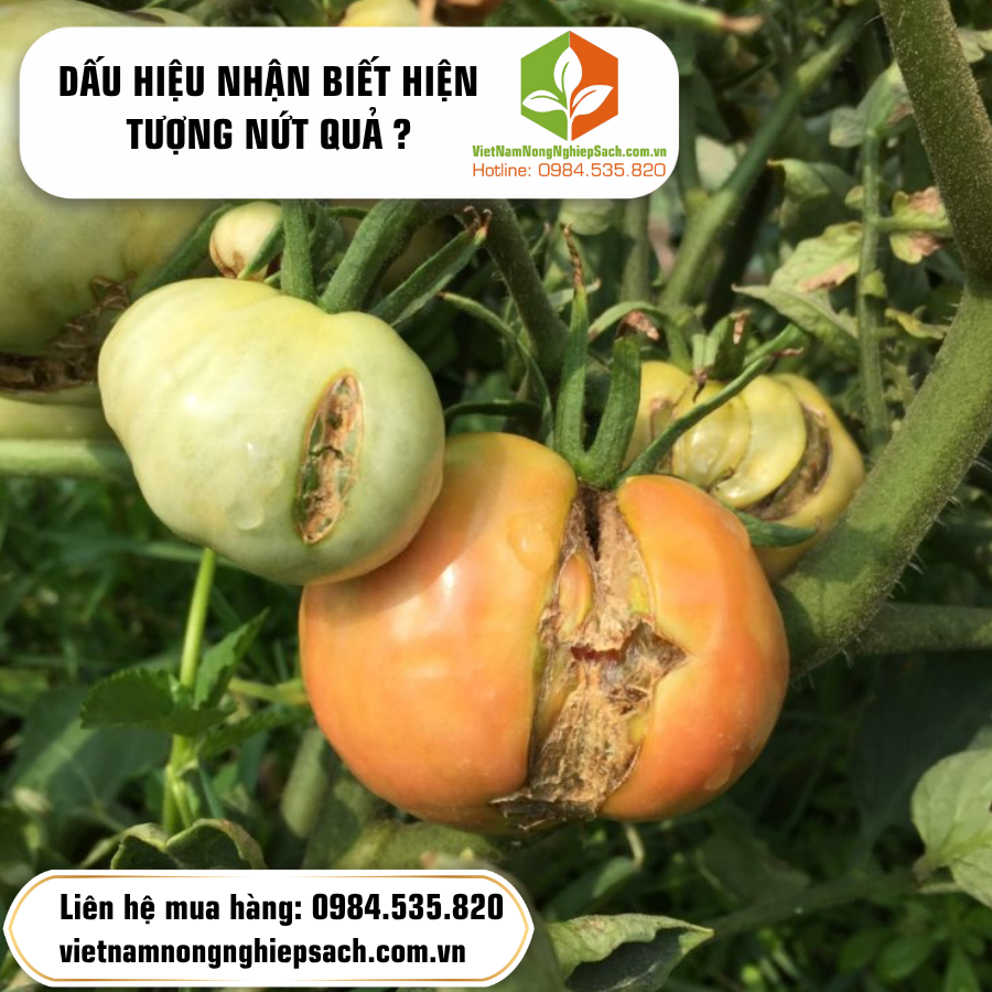 DẤU HIỆU NHẬN BIẾT HIỆN TƯỢNG NỨT QUẢ ?