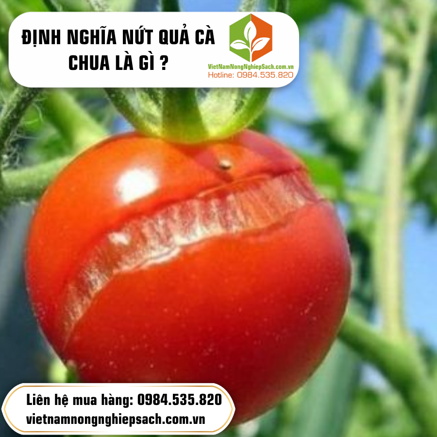 ĐỊNH NGHĨA NỨT QUẢ CÀ CHUA LÀ GÌ ?