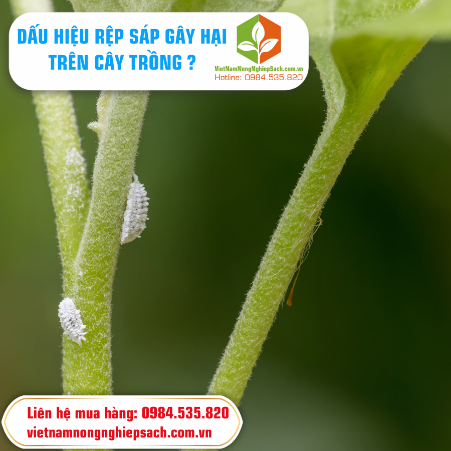 DẤU HIỆU RỆP SÁP GÂY HẠI TRÊN CÂY TRỒNG ?