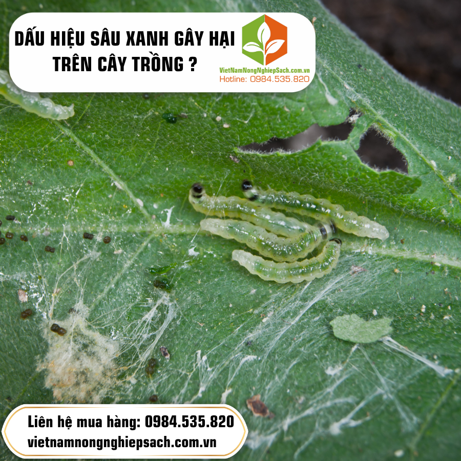 DẤU HIỆU SÂU XANH GÂY HẠI TRÊN CÂY TRỒNG ?