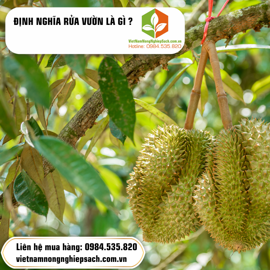 ĐỊNH NGHĨA RỬA VƯỜN SẦU RIÊNG LÀ GÌ ?