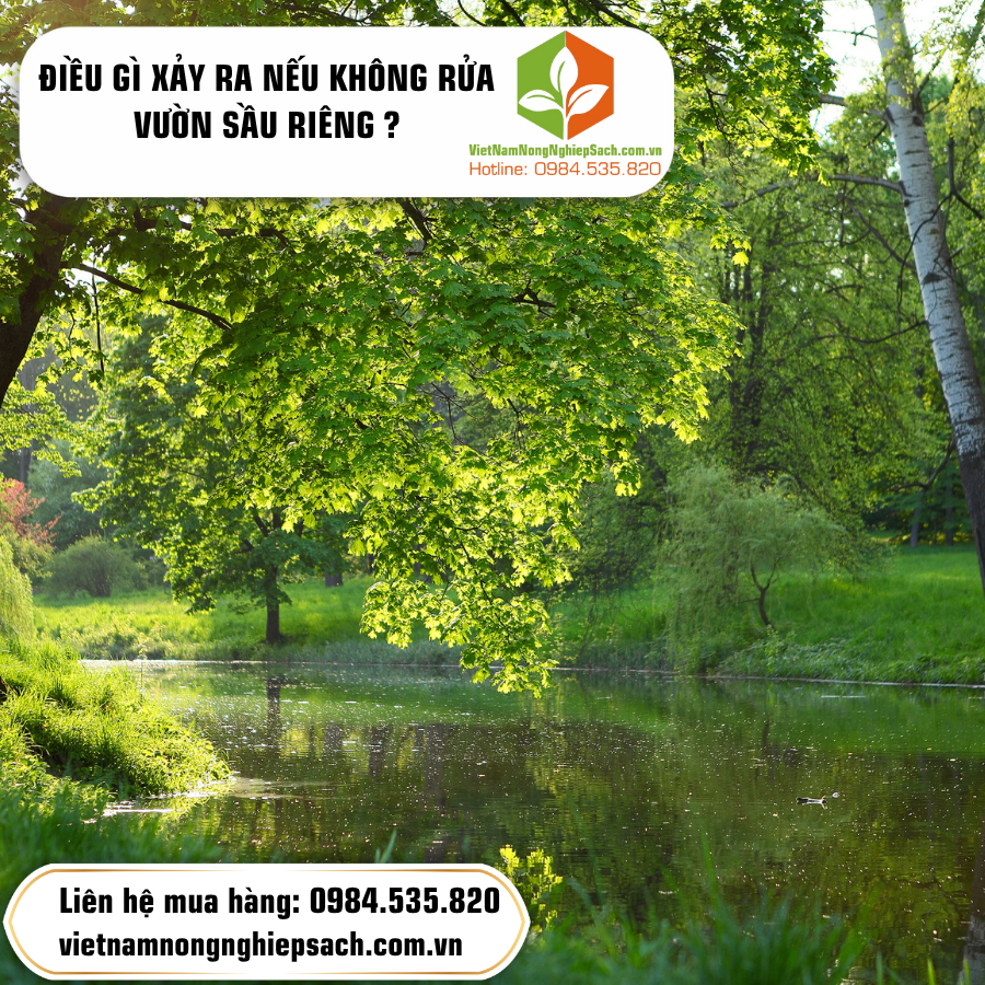 ĐIỀU GÌ XẢY RA NẾU KHÔNG RỬA VƯỜN SẦU RIÊNG ?
