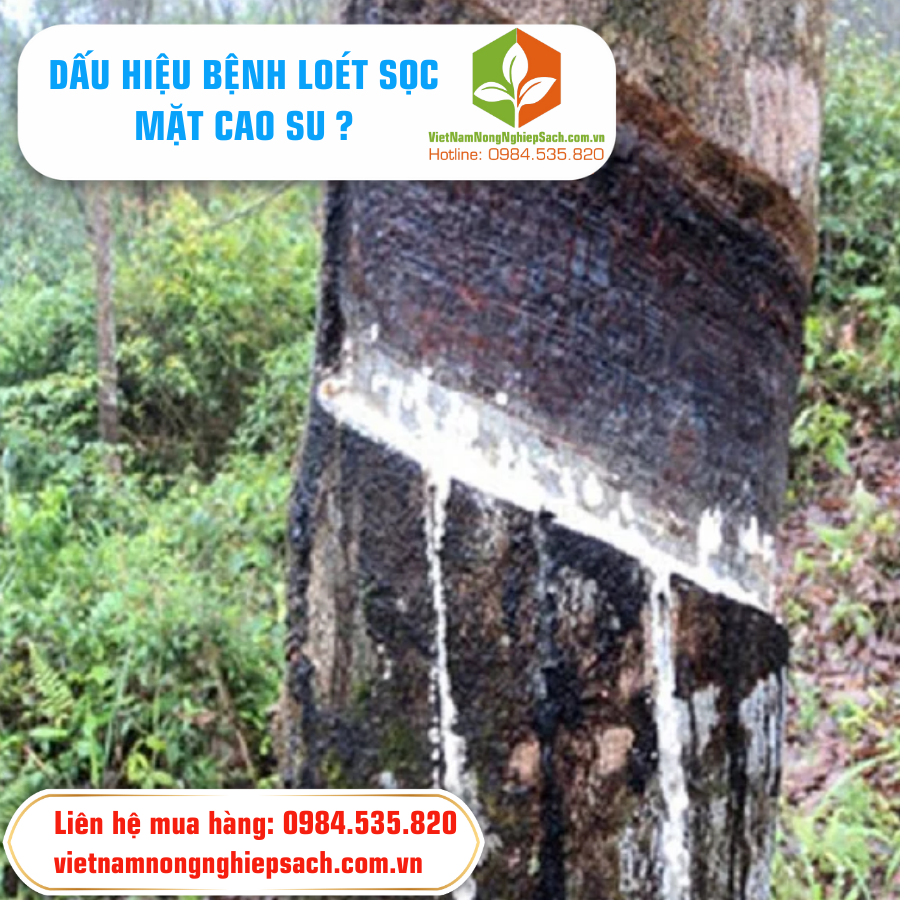 DẤU HIỆU BỆNH LOÉT SỌC MẶT CAO SU ?