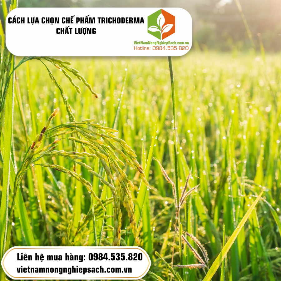 CÁCH LỰA CHỌN CHẾ PHẨM TRICHODERMA CHẤT LƯỢNG
