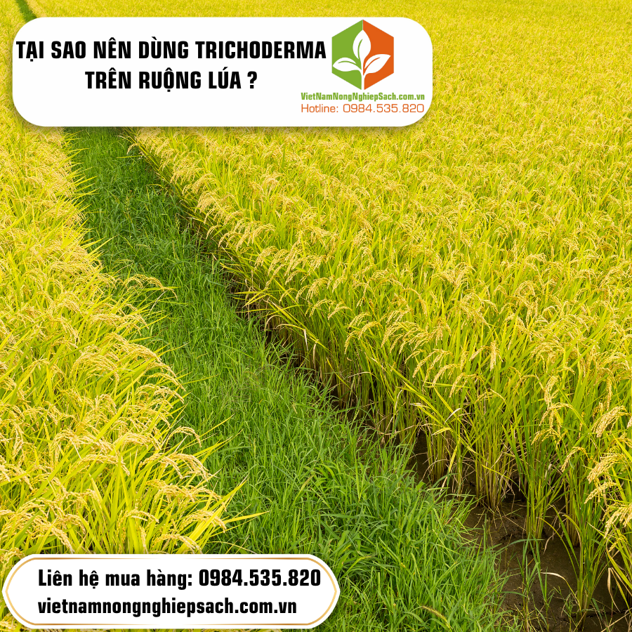 TRICHODERMA LÀ GÌ ?