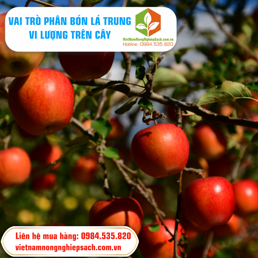 VAI TRÒ PHÂN BÓN LÁ TRUNG VI LƯỢNG TRÊN CÂY ?