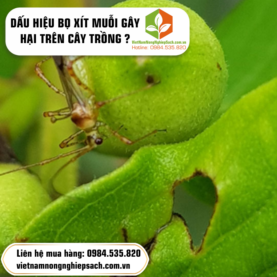 DẤU HIỆU BỌ XÍT MUỖI GÂY HẠI TRÊN CÂY TRỒNG ?